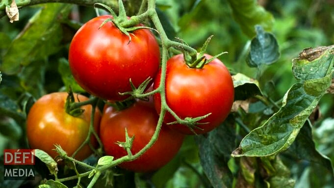 18 Meilleurs Planteurs De Tomates 2021 1