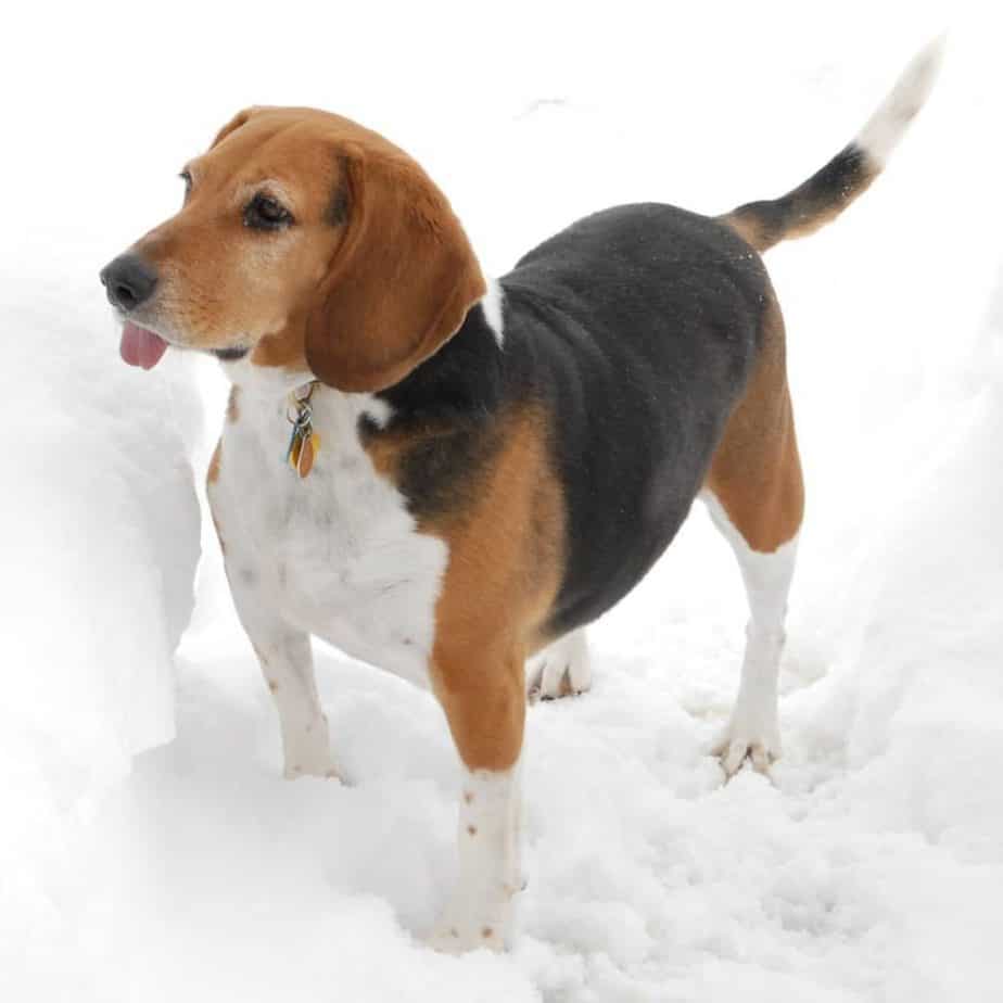 18 Merveilleux Mélanges Beagle Des Chiens De Race Variés Et Sains