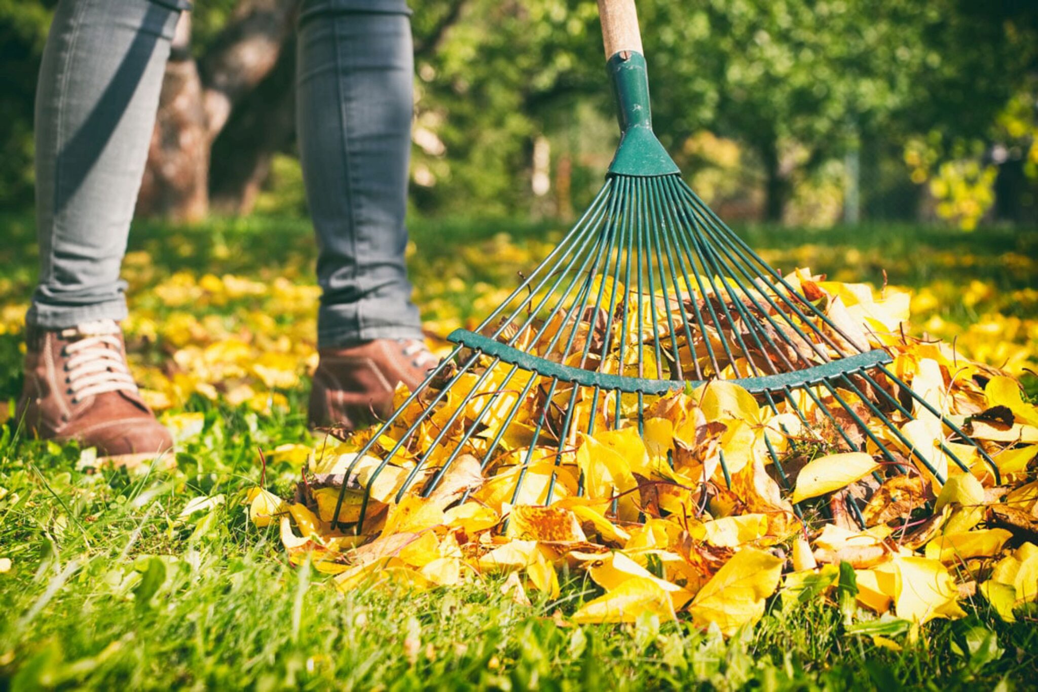 5 conseils d'entretien de la pelouse pour votre jardin