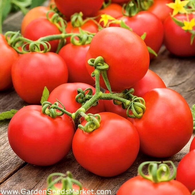 8 Methodes Pour Se Debarrasser Des Trous Dans Les Feuilles Des Plants De Tomates 1