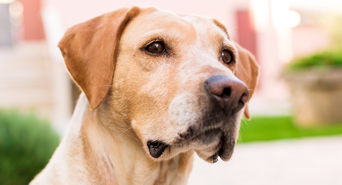 Apoquel For Dogs Une Nouvelle Arme Pour Lutter Contre Les Démangeaisons De Votre Chien