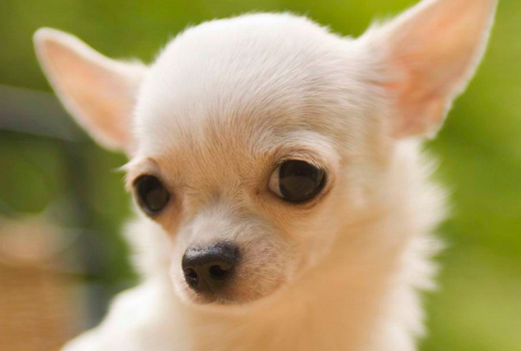 Apple Vs Chihuahuas à Tête DApple Quelle Est La Différence