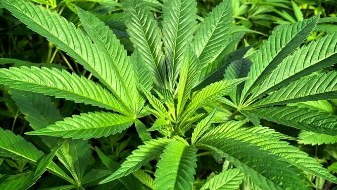 Comment L'arrosage Excessif Affecte Les Plantes De Cannabis - Réparez-le Ou évitez-le
