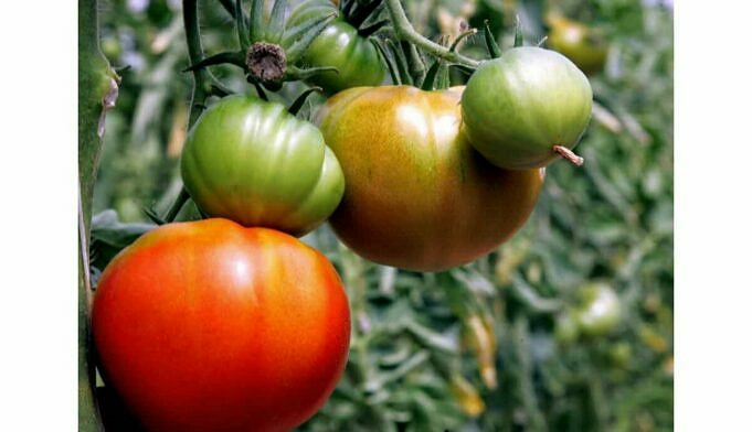 Conseils De Jardinage Quand Traiter Les Tomates Le Matin Ou Le Soir
