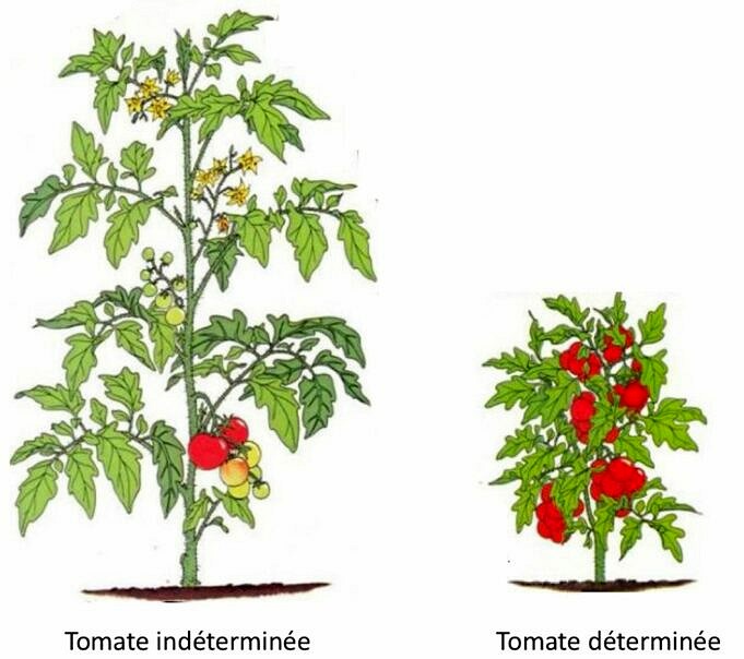 Jardinage Black Cul Tomato Les 8 Sources Et La Solution a Chacune